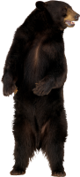 Медведь гризли PNG фото