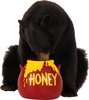 brown bear eats honey PNG image