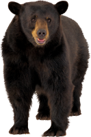 Медведь гризли PNG фото