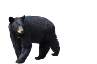 Медведь PNG фото