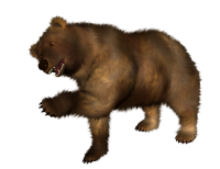 Медведь PNG фото