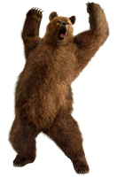 Медведь бурый PNG фото