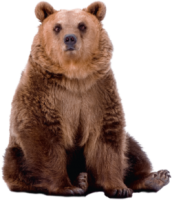 медведь PNG