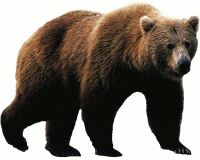медведь PNG