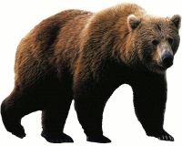 Bear PNG Transparent Images Free Download, Vector Files