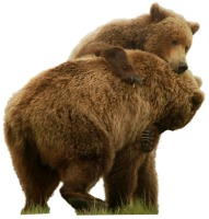 bear PNG transparent image download, size: 4000x3097px