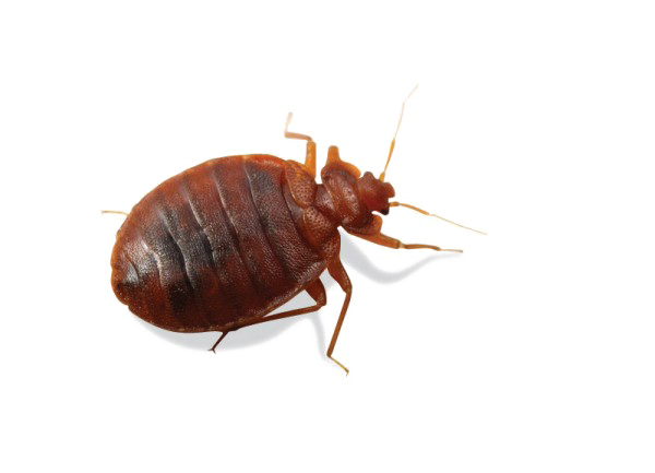 Acari PNG