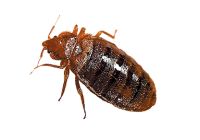 Bed bug PNG