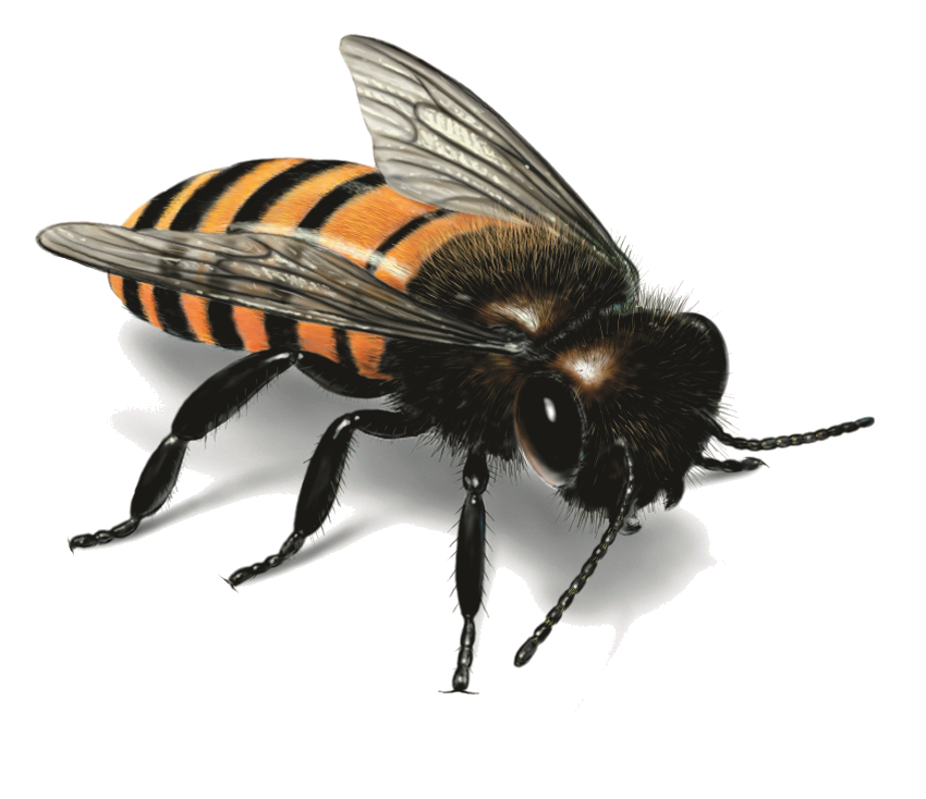 Bee PNG images 
