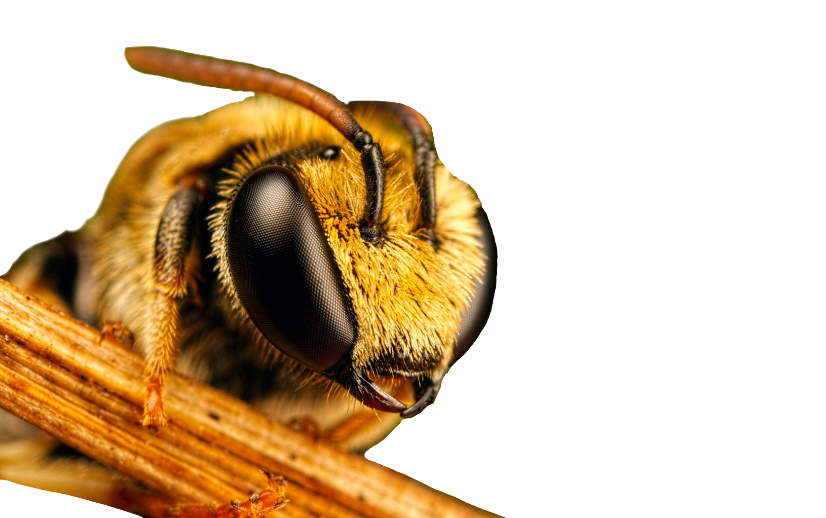 Какая голова пчел. Пчела. Медоносная пчела. Мордочка пчелы. Хоботок пчелы.