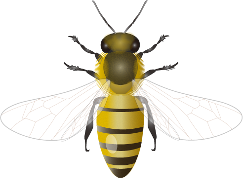 Abeja PNG