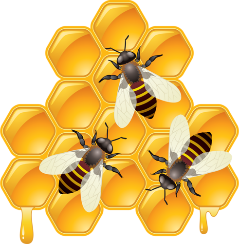 Bee Png Transparent Image Download Size 491x500px