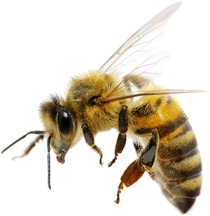 Bee PNG transparent image download, size: 429x442px