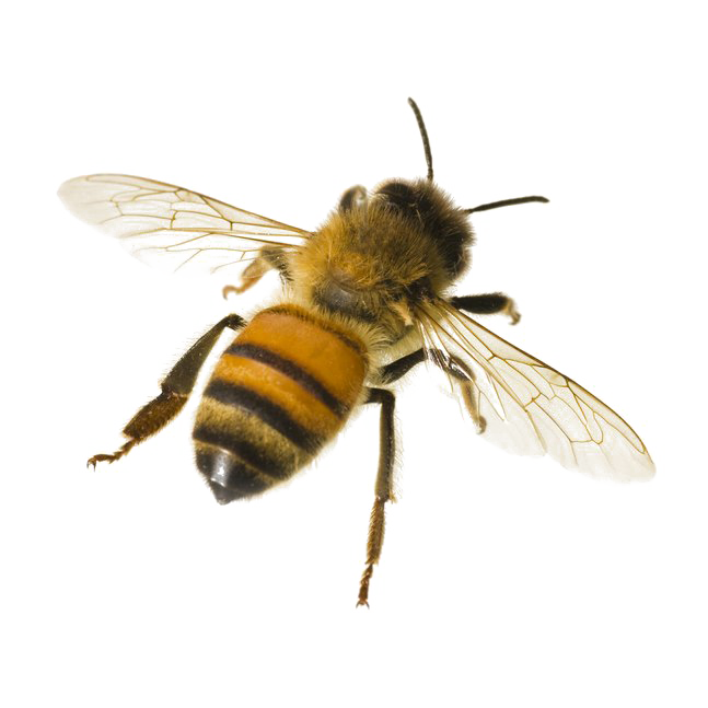 Bee Png Transparent Image Download Size 647x647px