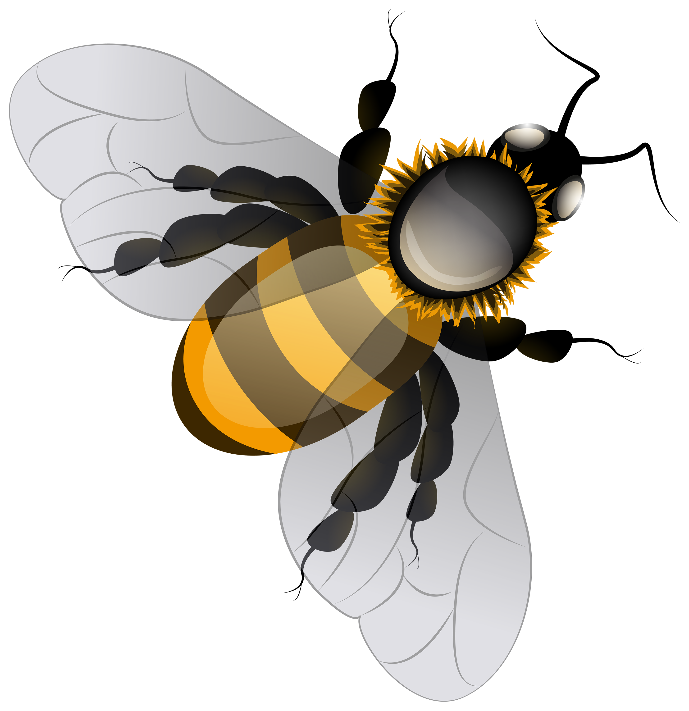 Пчела без фона. Векторная пчела. Пчела на белом фоне. Пчела на прозрачном фоне. Пчела вектор.