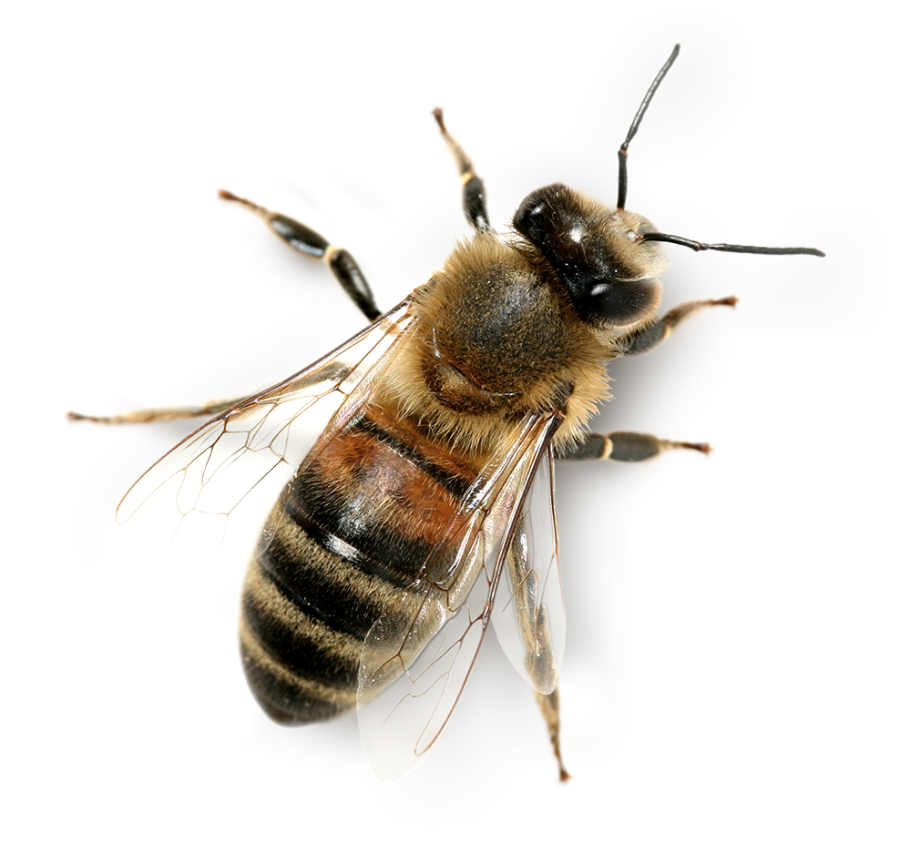 Bee PNG image with transparent background.