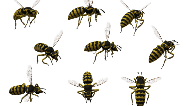 Abeja PNG