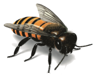 Пчела PNG фото