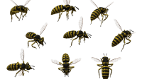 Bee PNG