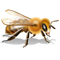 Bee PNG image