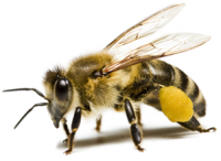 Пчела PNG фото