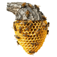 Beehive PNG