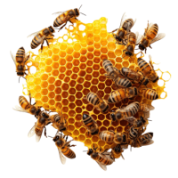 Beehive PNG