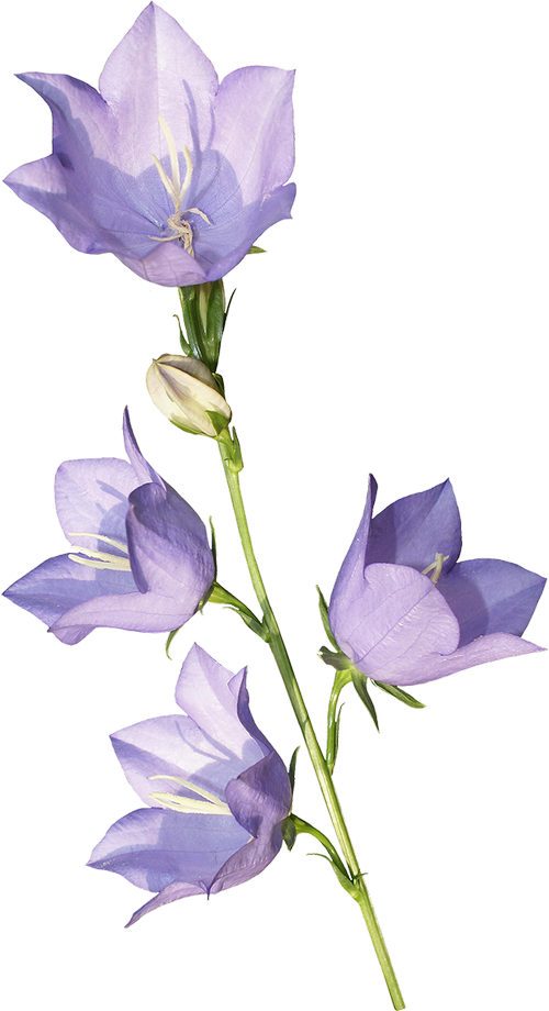 Bellflower PNG