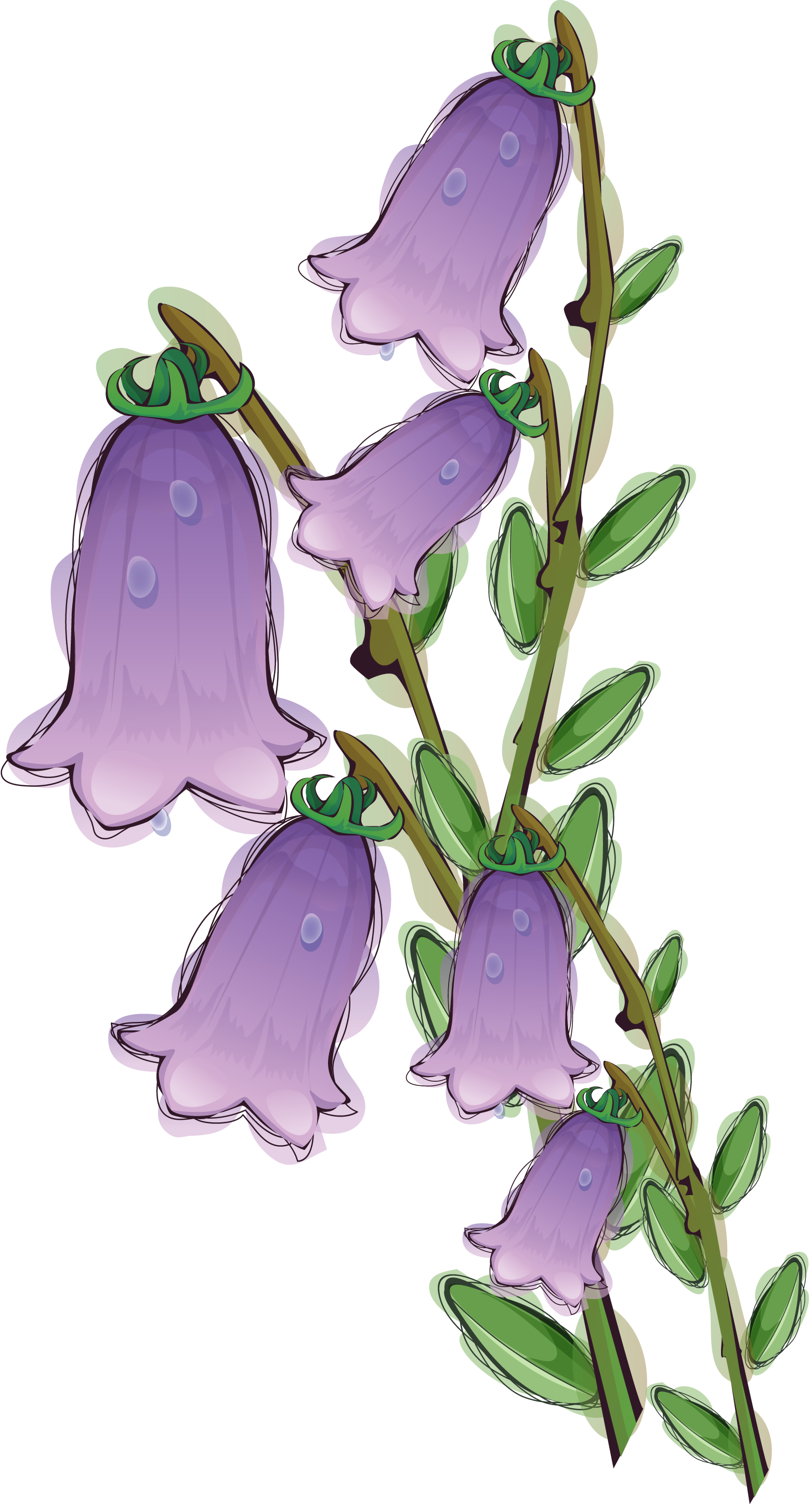 bellflower