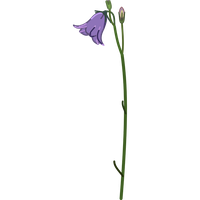 Flor de campana PNG