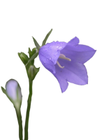 Flor de campana PNG
