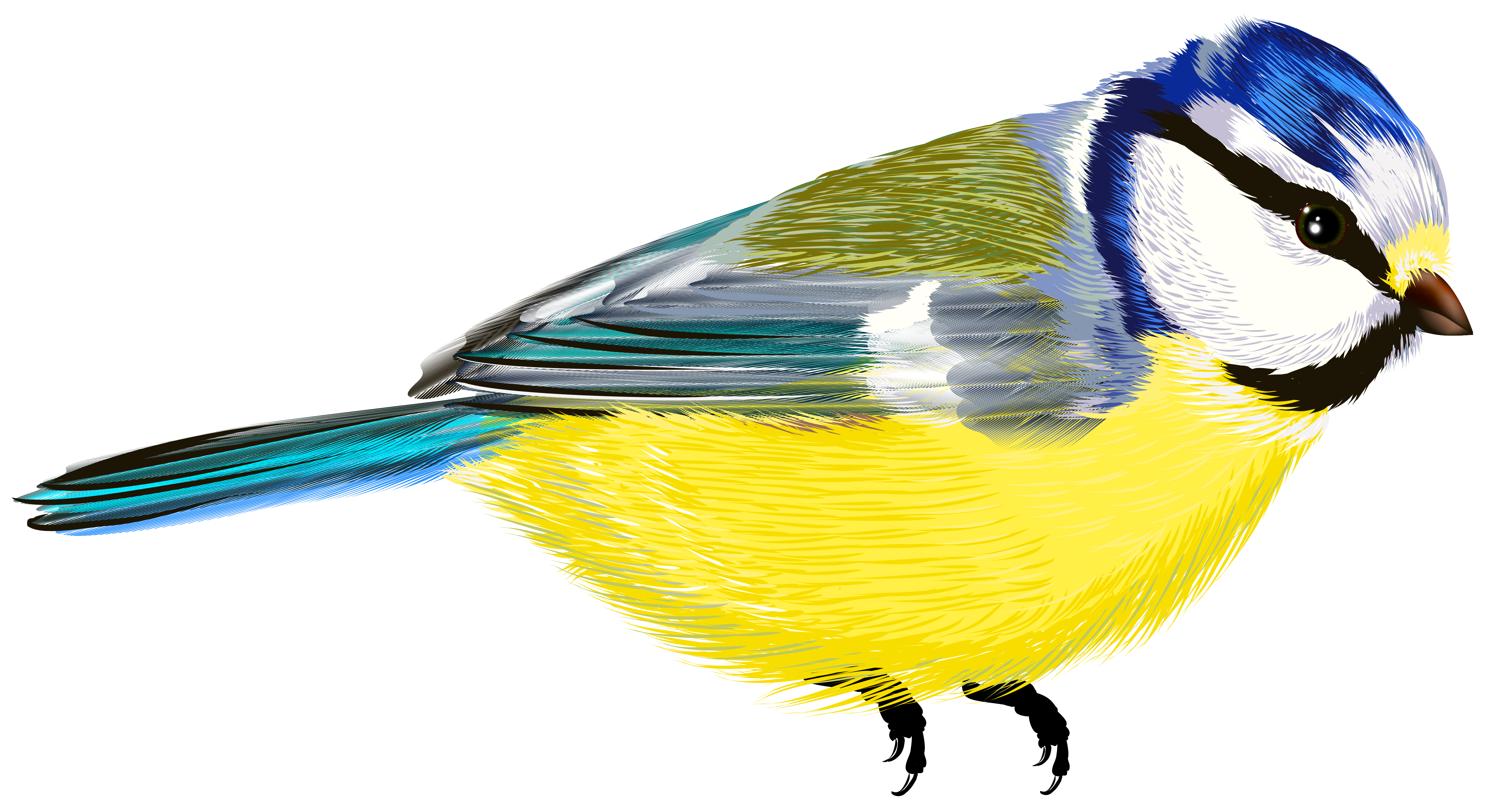 Bird PNG transparent image download, size: 900x572px