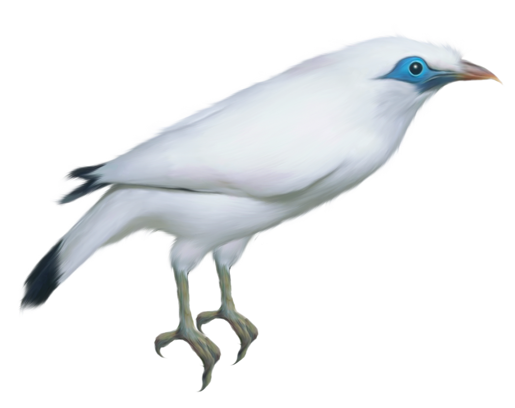 Bird PNG