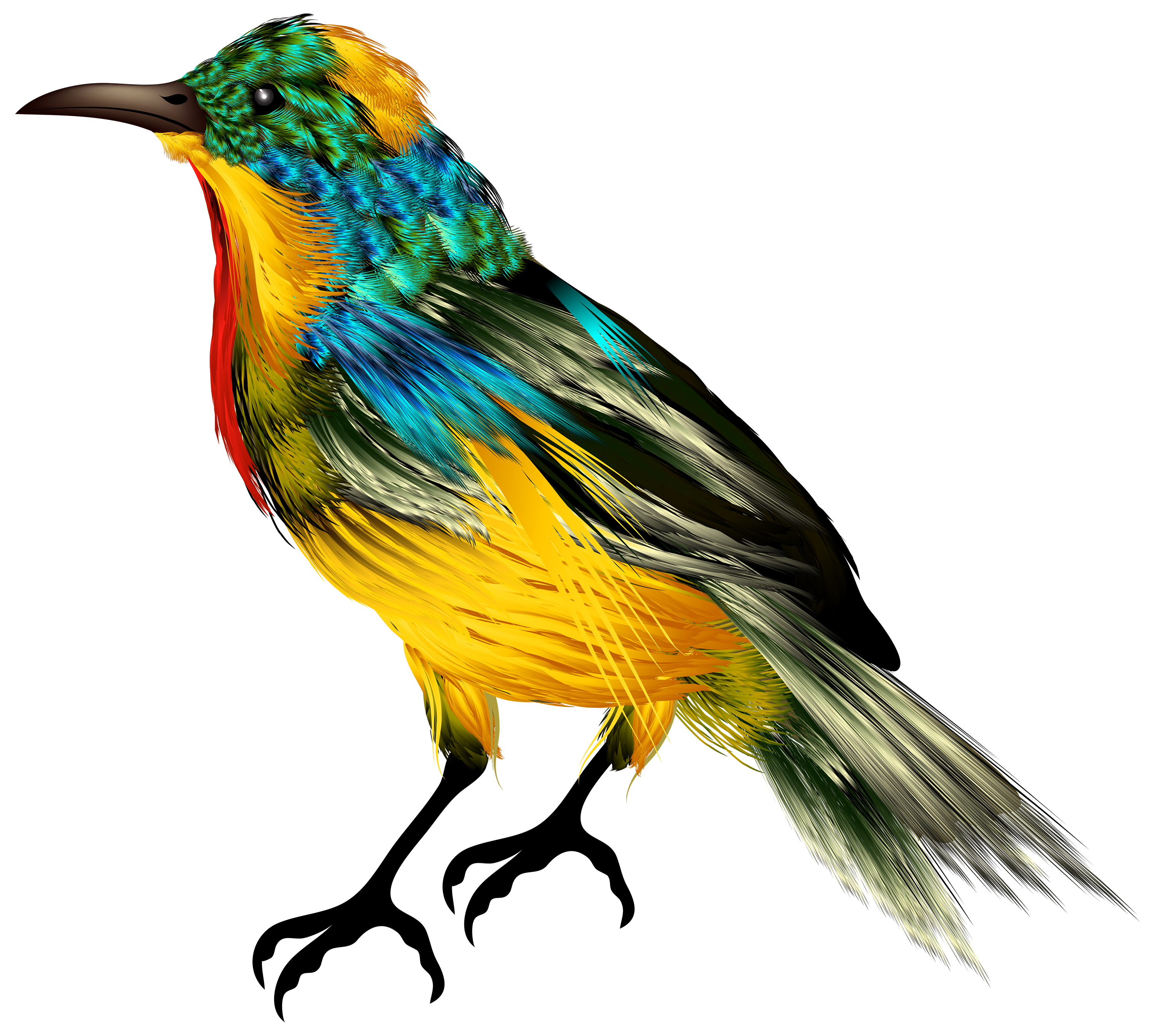 pájaro, ave PNG