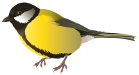 Птица PNG