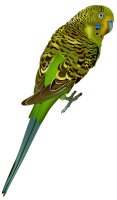 Bird PNG