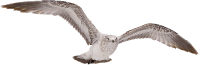 pájaro, ave PNG