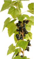 Blackcurrant PNG