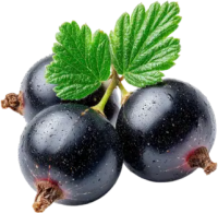 Blackcurrant PNG