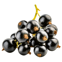 Blackcurrant PNG