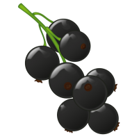 Blackcurrant PNG