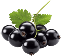 Blackcurrant PNG