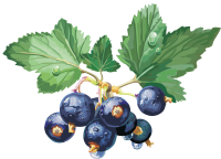 Blackcurrant PNG