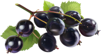 Blackcurrant PNG