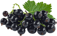 Blackcurrant PNG