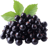 Blackcurrant PNG