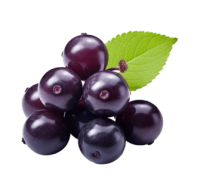 Blackcurrant PNG