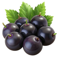 Blackcurrant PNG