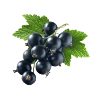 Blackcurrant PNG