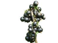 Blackcurrant PNG